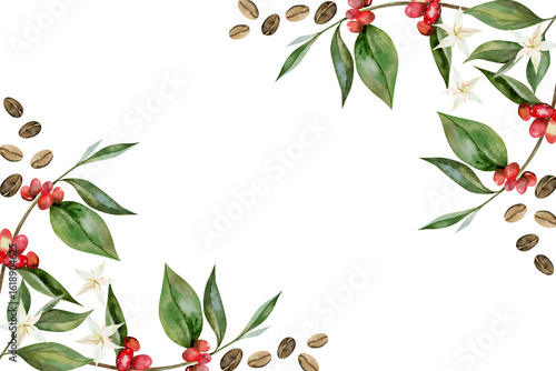 Coffee beans and branch with berries frame botanical illustration. Card design with coffee flowers and leaf. Watercolor botanical illustration isolated on white background.