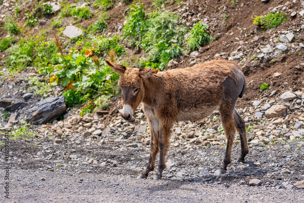 Fototapeta premium A lonely donkey on a dirt road. Animal