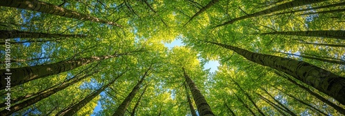 Forest Canopy View Sunlight Through Tall Trees, Nature , Trees