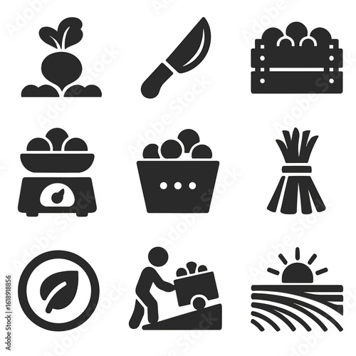 Harvest Icons Set. Solid, filled icons set of harvesting stages for row crops: mature vegetable, harvesting
