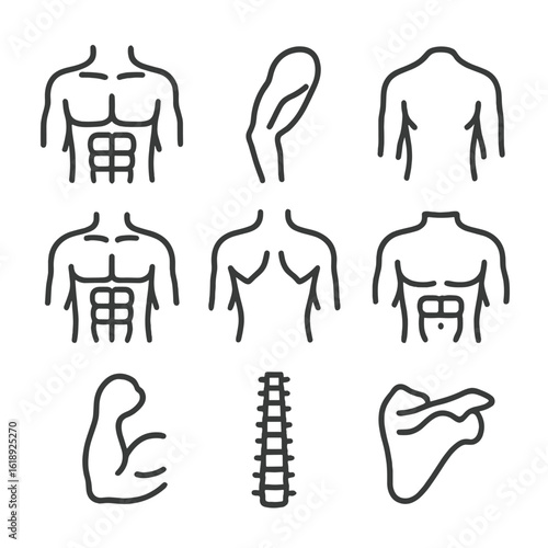 Muscle Group Icons. Outline icon set of engaged muscle groups: chest icon, triceps muscle, shoulder muscle, abdominal muscles,