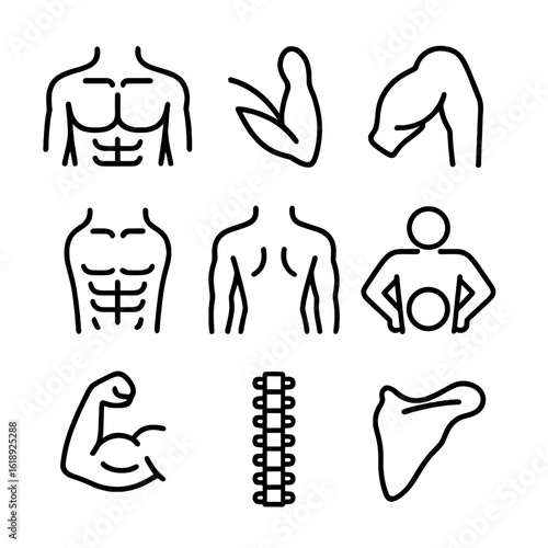 Muscle Group Icons. Outline icon set of engaged muscle groups: chest icon, triceps muscle, shoulder muscle, abdominal muscles,