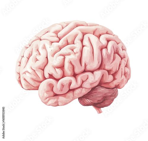 human brain isolated on white