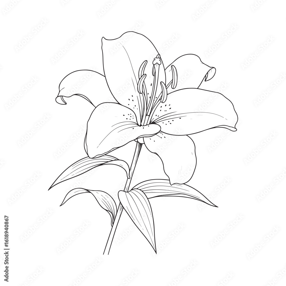 Fototapeta premium Elegant Line Drawing of a Beautiful Lily Flower with Leaves and Stem