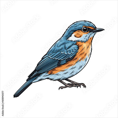 Detailed Engraving Style Illustration of a Small Blue Orange Bird Perched on a Branch