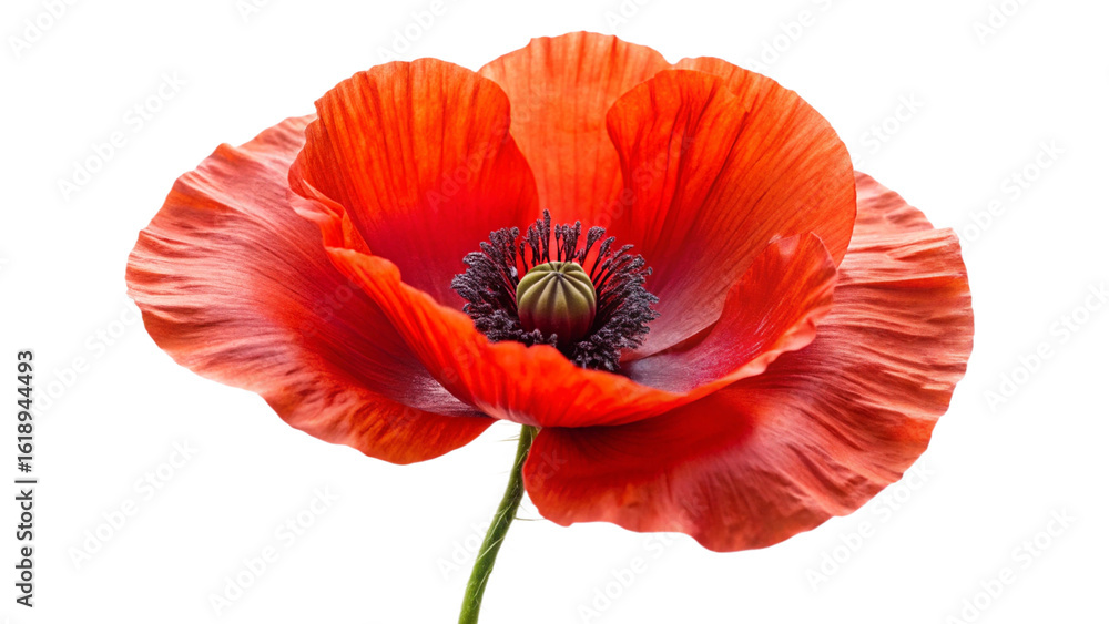 Obraz premium red poppy isolated on white background