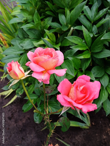 Vibrant Pink Roses in Full Bloom, bouquet of pink roses