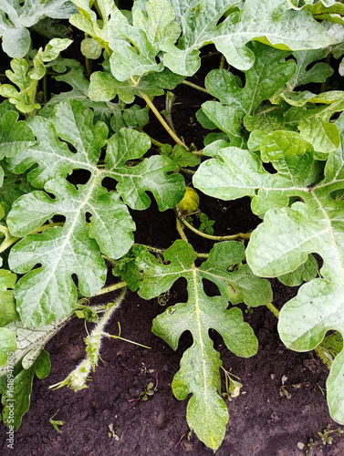 watermelon, watermelon leaves, lettuce growing in the garden