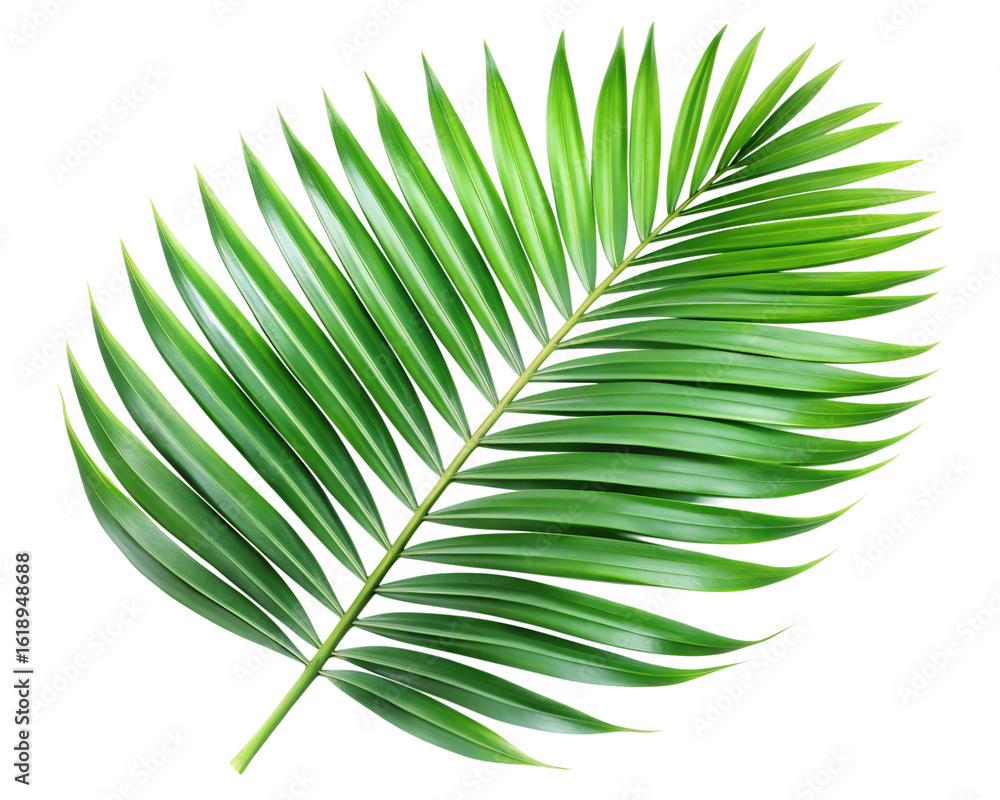 Fototapeta premium A vibrant green palm leaf isolated on a transparent background