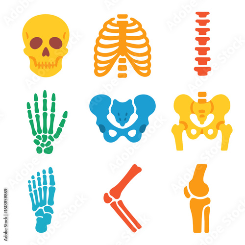 Skeletal System Icons. Flat vector icons of skeletal system parts: skull, rib cage, spine, pelvis, hand bones, leg bones, foot
