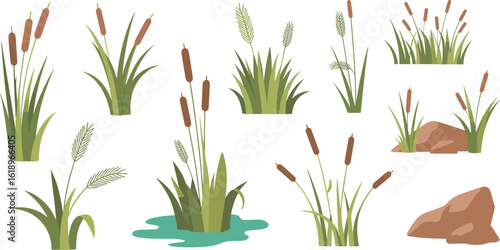 Cartoon cattails and grass set, swamp and wetland plant illustrations, natural pond vegetation, riverbank foliage, flat design landscape elements