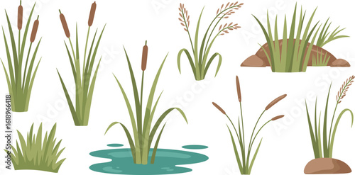 Cartoon cattails and grass set, swamp and wetland plant illustrations, natural pond vegetation, riverbank foliage, flat design landscape elements