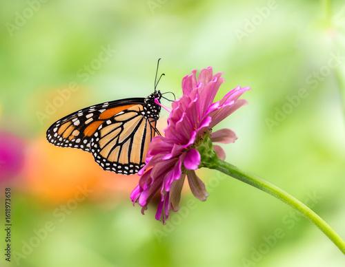 monarch butterfly on pink flower