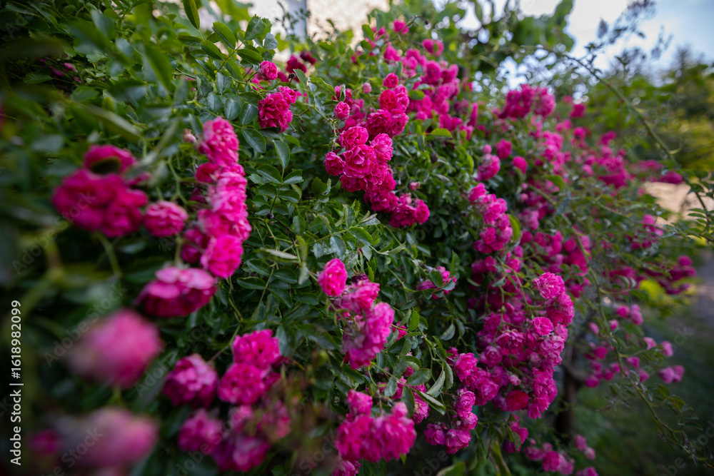 Obraz premium A large bush of vibrant pink miniature roses densely covers a fence or wall, with a blurred path extending into the distance on the right.