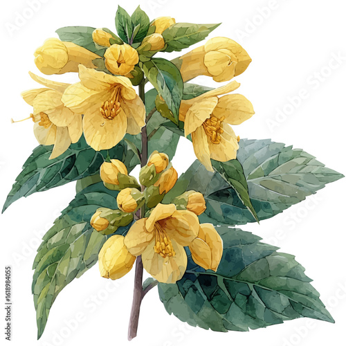 Yellow Archangel Flower, watercolor vector, isolated on a white background.