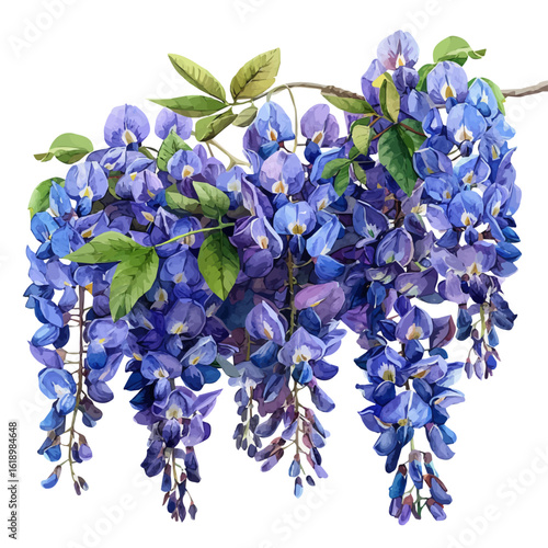watercolor of Wisteria Flower, vector, isolated on a white background.