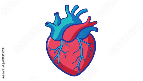 Anatomical Heart Illustration Depicting Structure and Function with Colorful Details