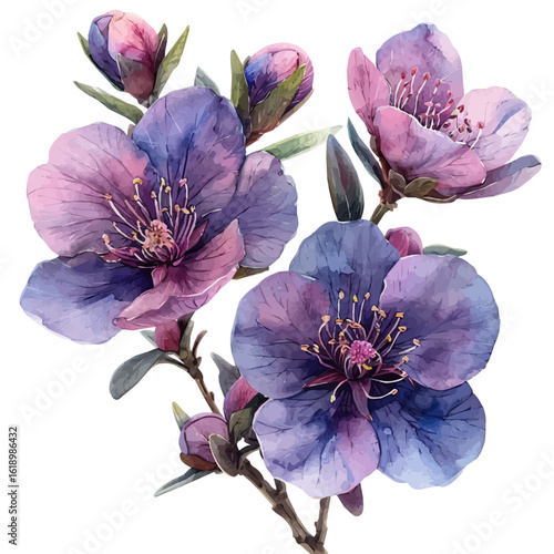 Wax Flower, watercolor illustration vector, isolated on a white background.