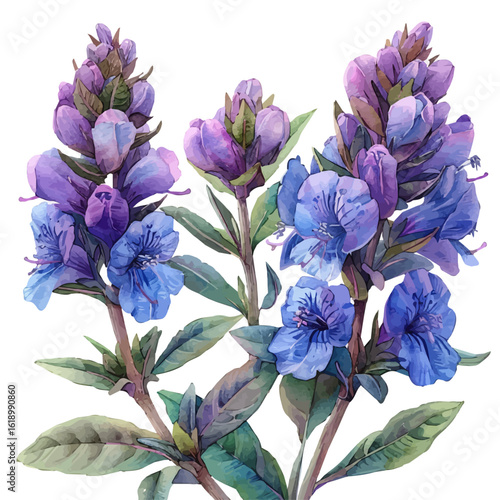 Thyme Flower, watercolor vector, isolated on a white background.