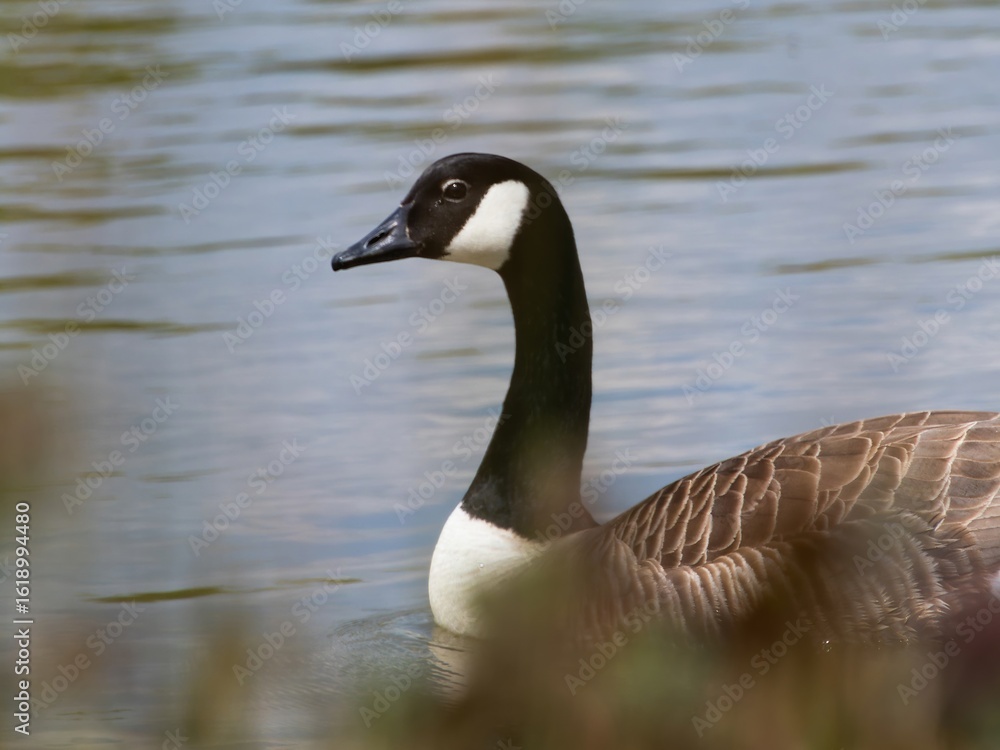 Fototapeta premium Detailed view of a Canada goose wading, swimming in a lake. Standing feeding on the grass riverbank. goose standing proudly at the edge of a serene lake surrounded by lush green woodland