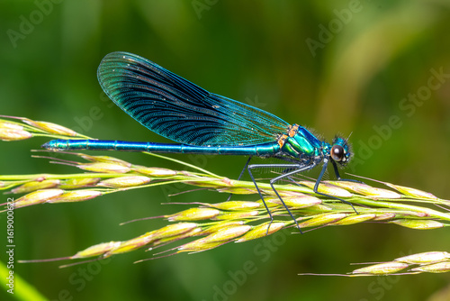 Fotografie Caloptéryx éclatant (Calopteryx splendens) mâle posé sur une tige en bord de riv