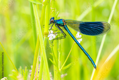 Fotografie Caloptéryx éclatant (Calopteryx splendens) mâle posé sur une tige en bord de riv