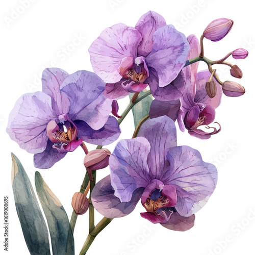 Orchid Flower, watercolor clipart vector, isolated on a white background.