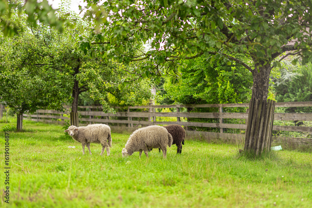 Naklejka premium Some sheep with shaggy wool stand alert in a green pasture in Bad Leonfelden, with two white sheep grazing peacefully in the background. A charming rural scene framed by orchard trees and a wooden