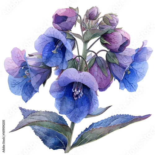 watercolor of Lungwort Flower, vector, isolated on a white background.