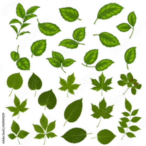 Vibrant collection of assorted green leaves, perfect for nature designs, seasons, and botany projects.