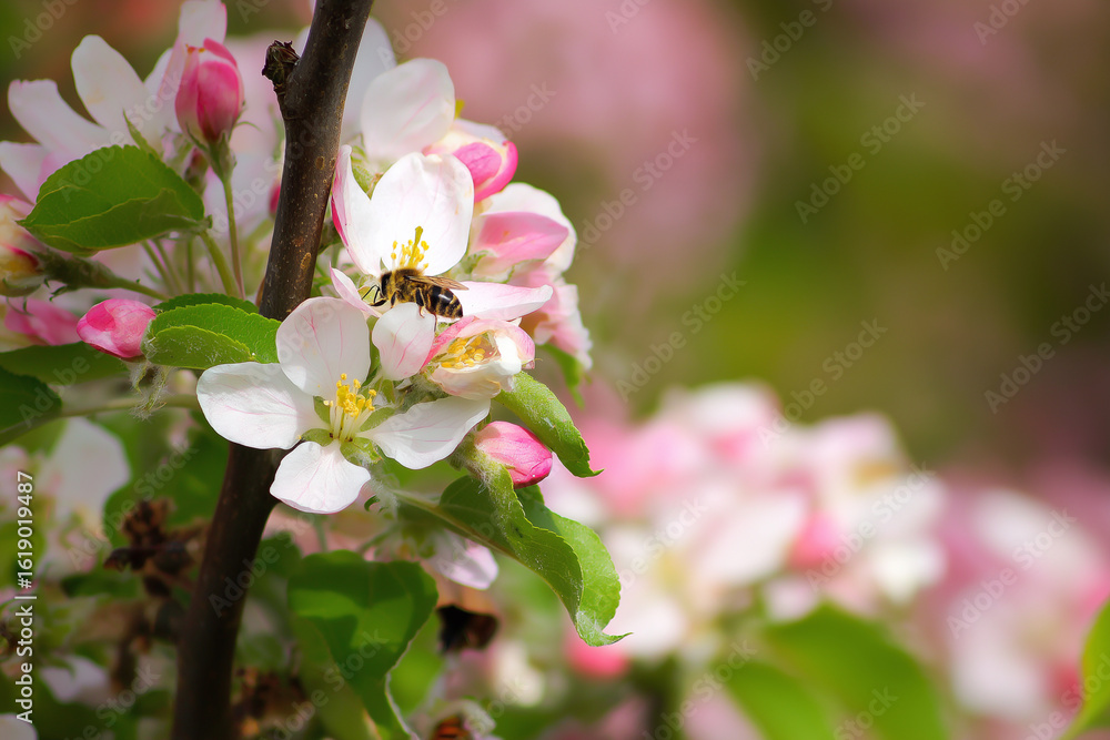 Fototapeta premium Bee pollinating apple blossom on a branch, shallow depth of field, soft spring bokeh in the background