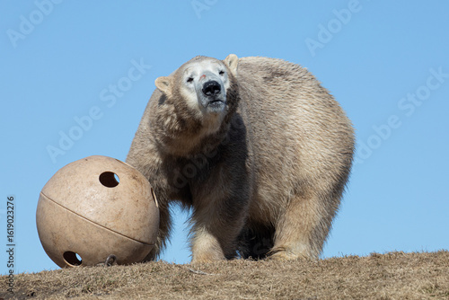 Polar Bear with Enrichment Toy – Ursus maritimus Zoo Photography