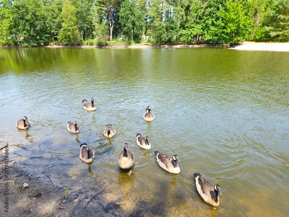 Fototapeta premium A flock of wild brown ducks swims along the river along the shore. Trees and nature in Netherlands area. Ducks family are swimming on the lake and enjoying good weather. 