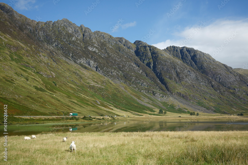 Fototapeta premium Expansive valley landscape with grazing sheep and majestic mountains under a blue sky in Scotland