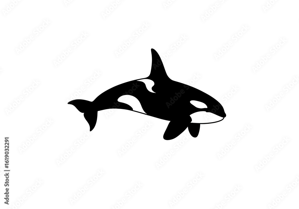 Fototapeta premium Isolated black and white illustration of an orca swimming in the ocean on white background