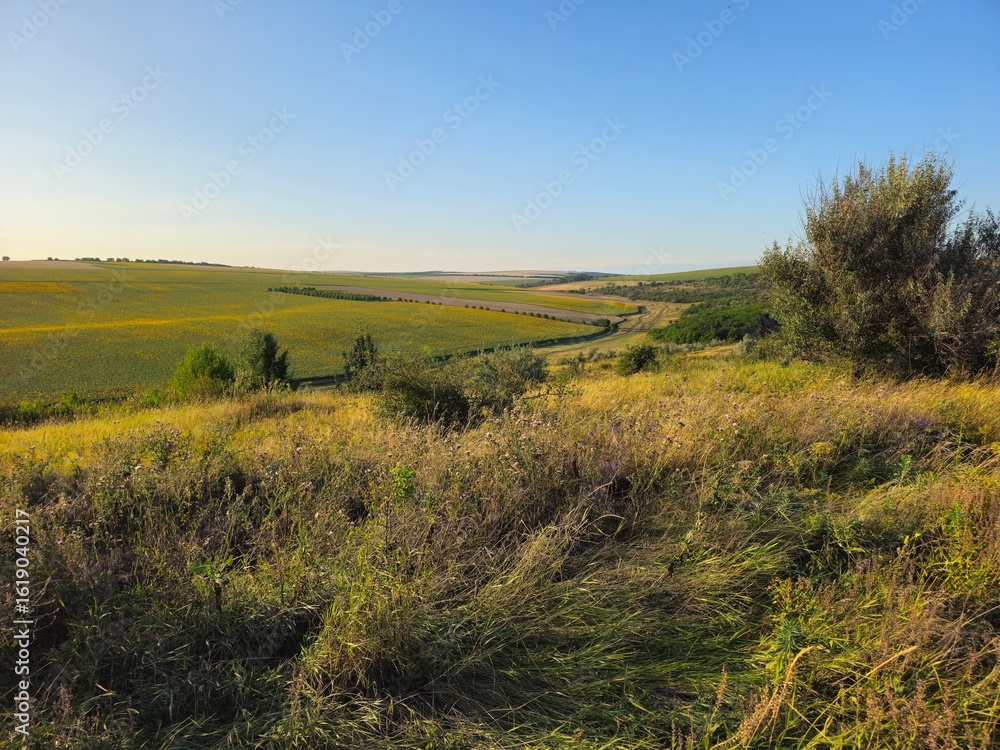Fototapeta premium A grassy field with trees