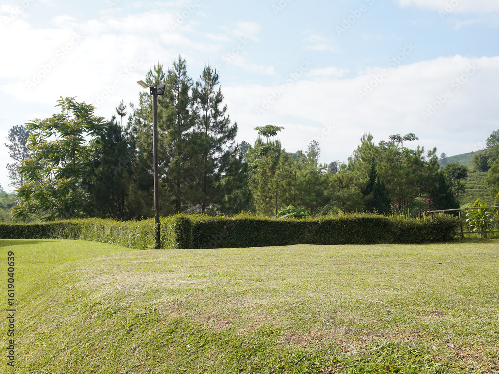 Obraz premium Lush green lawn and manicured hedge with tall trees and blue sky background