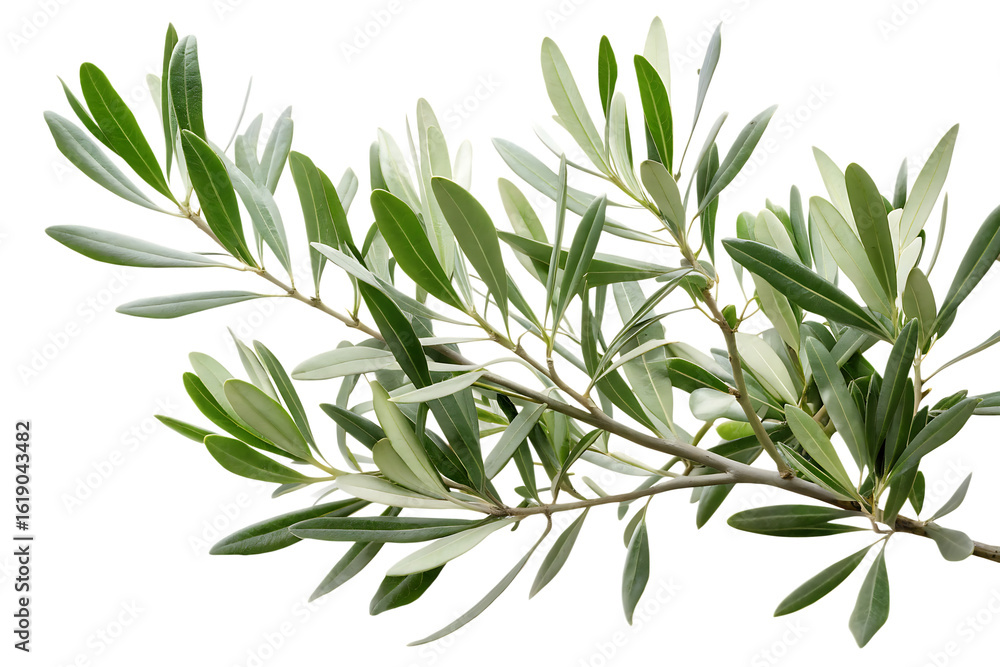 Fototapeta premium Olive branch with green leaves isolated on a transparent background.PNG
