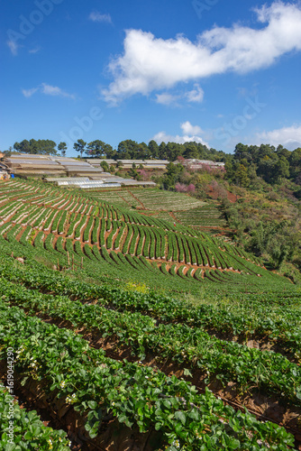 Landscape of Strawberry garden has the form of steps at Doi Ang Khang , Chiang Mai, Thailand.