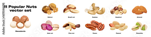 Set of different popular edible nuts. Healthy food ingredients vector collection. Nutrition and plant-based protein source concept