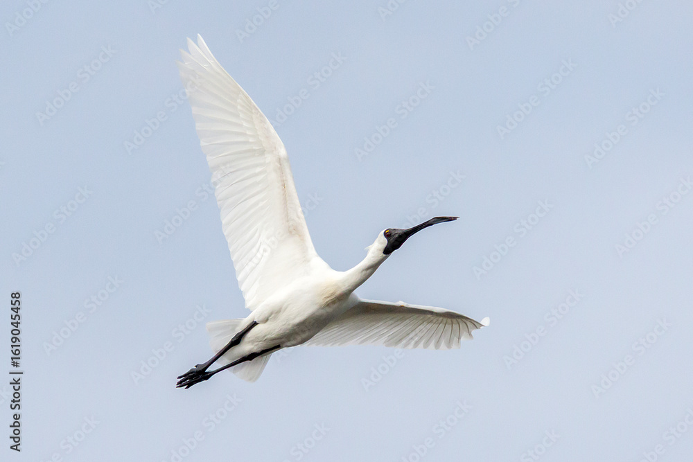 Fototapeta premium Royal Spoonbill in Mid-Flight Against Pale Sky