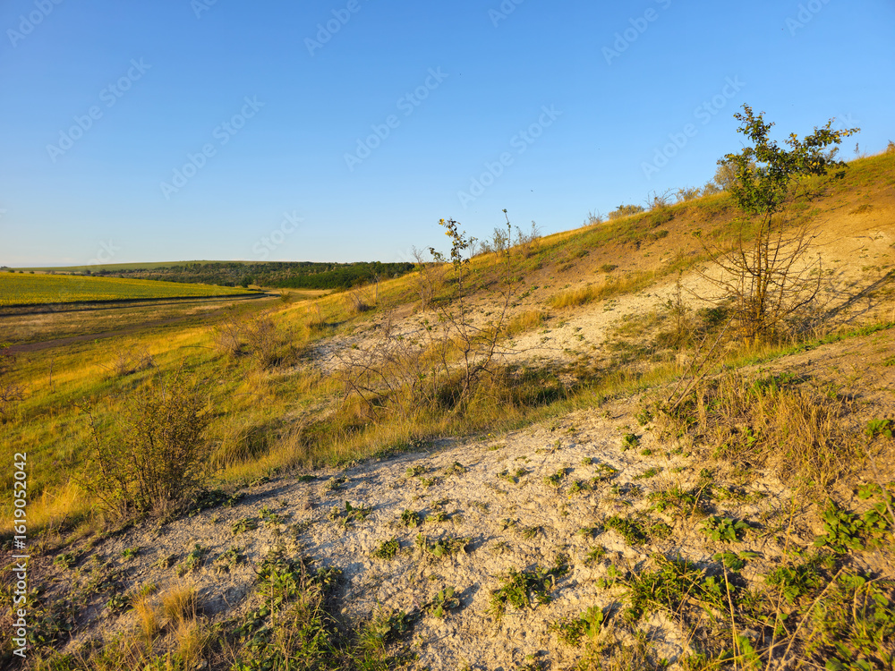 Obraz premium A grassy field with trees