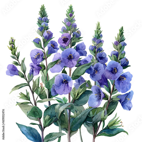 watercolor of Angelonia Flower, vector, isolated on a white background.
