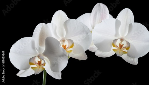 elegant white phalaenopsis orchids blooming on dark background beautiful tropical flowers exquisite nature on transparent background pure