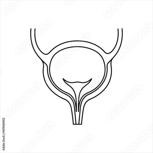 Human bladder and urethra line drawing urinary system