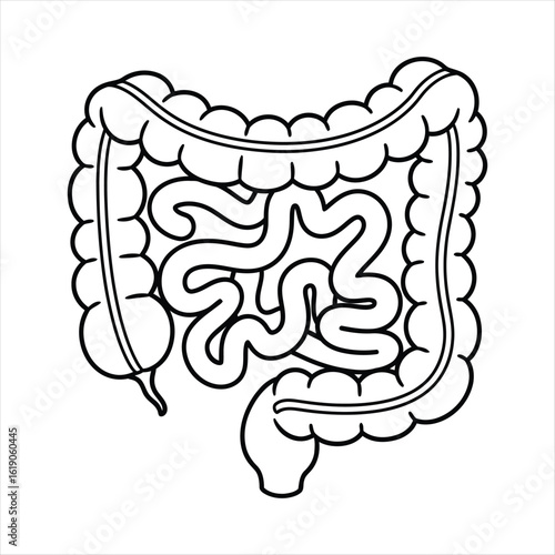 Human Intestine Anatomy Outline Illustration digestive system