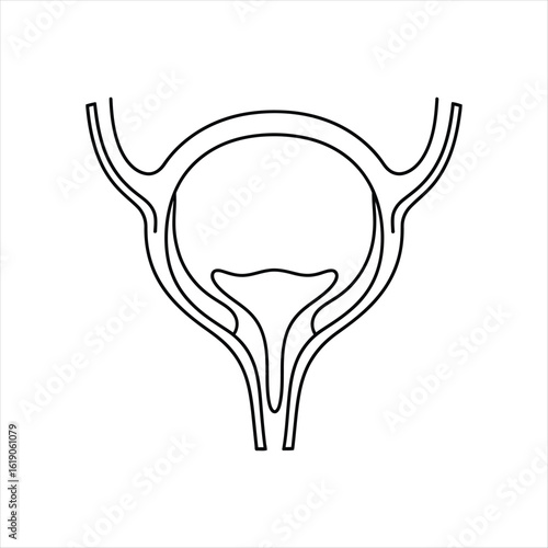 Human urinary bladder and ureters line drawing human anatomy