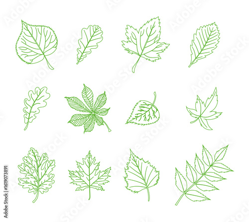 Set of autumn leaves from different trees, oak, maple, chestnut. Simple outline black leaves, fall leaf set for pattern, banner, sticker, Hello autumn card. Flat outline vector illustration on white 