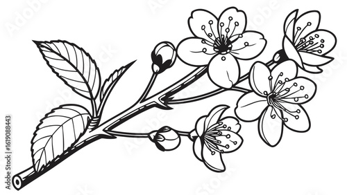 Floral Doodle Drawing, Cherry Blossom Branch, Studio, Illustration, Artistic, Close-Up, Minimalist Design