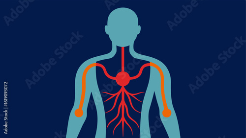 Circulatory System Highlight An illustration of a simplified human torso with highlighted vessels showcasing enhanced flow in response to infrared therapy.